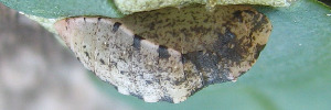 Pupae Side of Spotted Opal - Nesolycaena urumelia